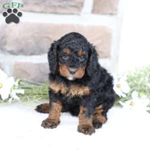 Reese, Cavapoo Puppy